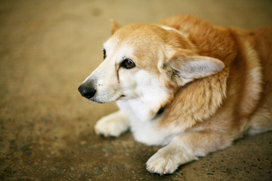 beauty_corgie