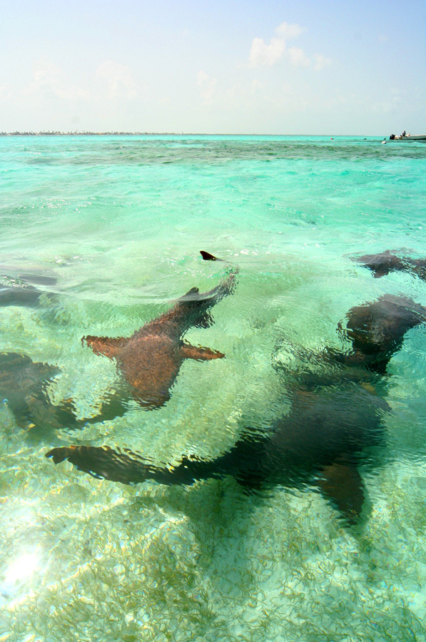 belize_sharks