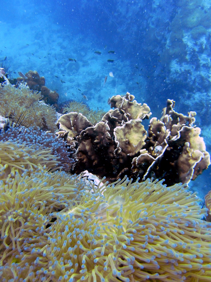 diving_coral