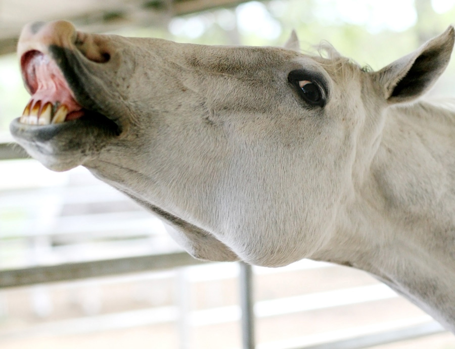 happy_horse_smile