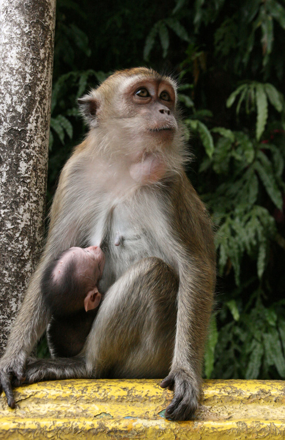 monkey_01