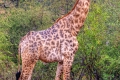 Giraffe_ToneMapped_2