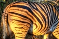 Zebra_Butt
