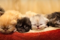 kittens_116