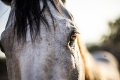 denbradshaw_horsephotos-401small