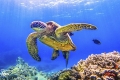 Turtle_Swim3-scaled