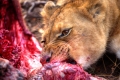 Lion_eating