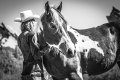denbradshaw_horsephotos-61small