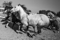 denbradshaw_horsephotos-small